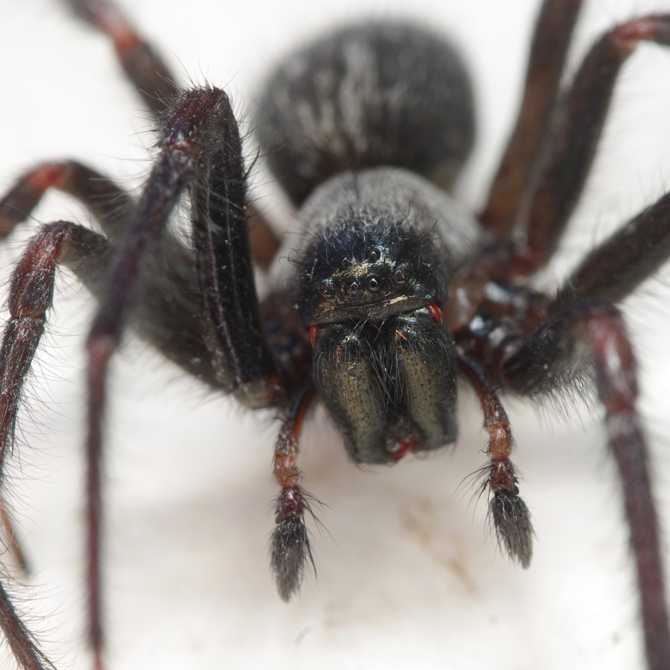 Tasmanian Spiders