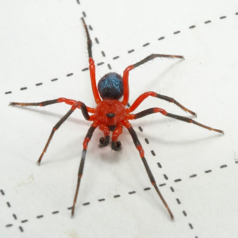 Tasmanian Spiders