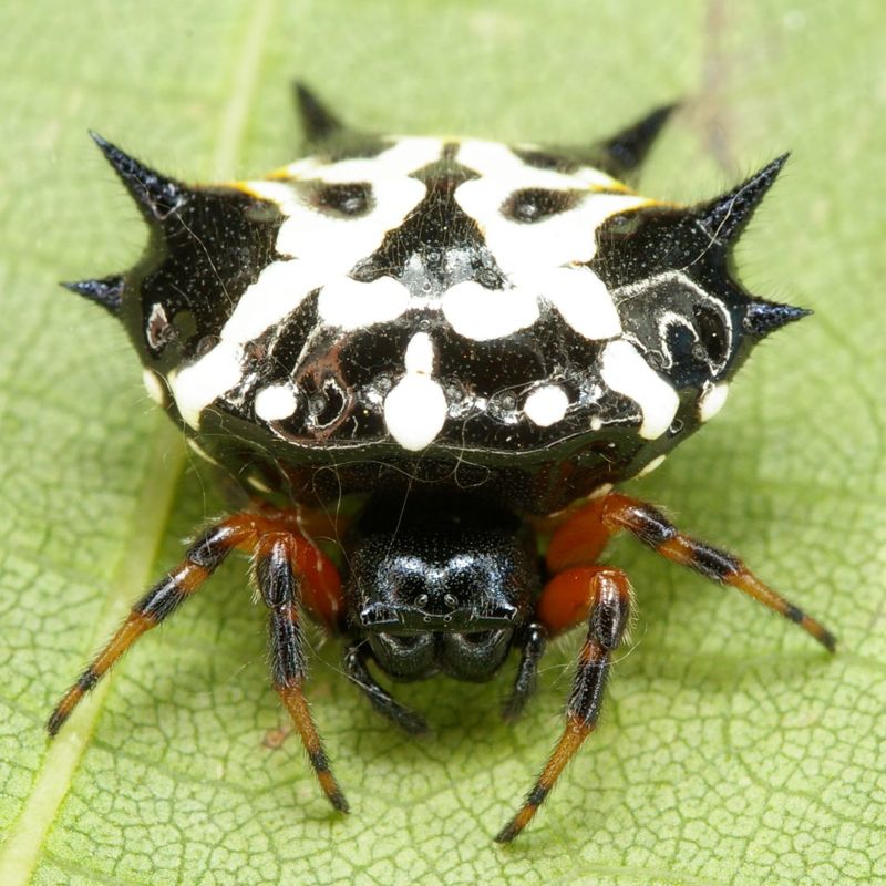 Tasmanian Spiders