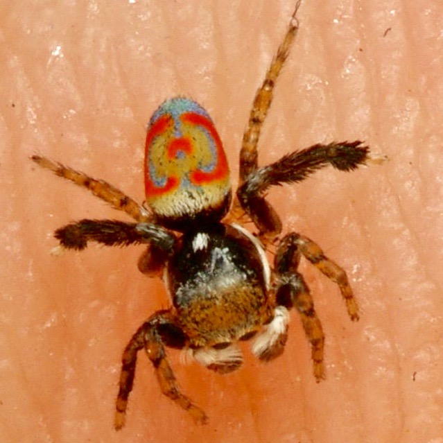 Tuque Spider Tasmanian Spiders