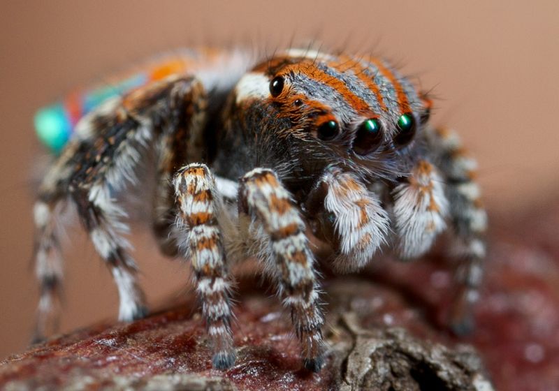 Tuque Spider Tasmanian Spiders