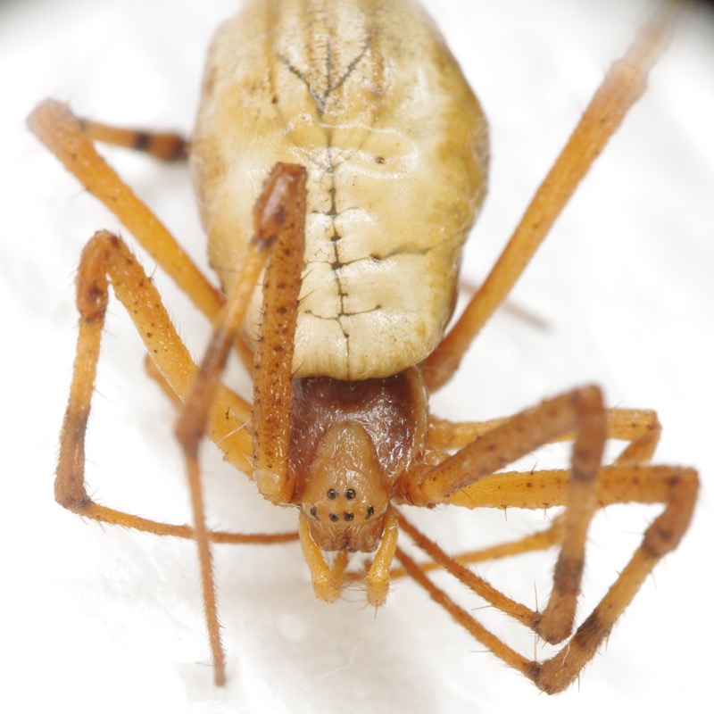 Tasmanian Spiders