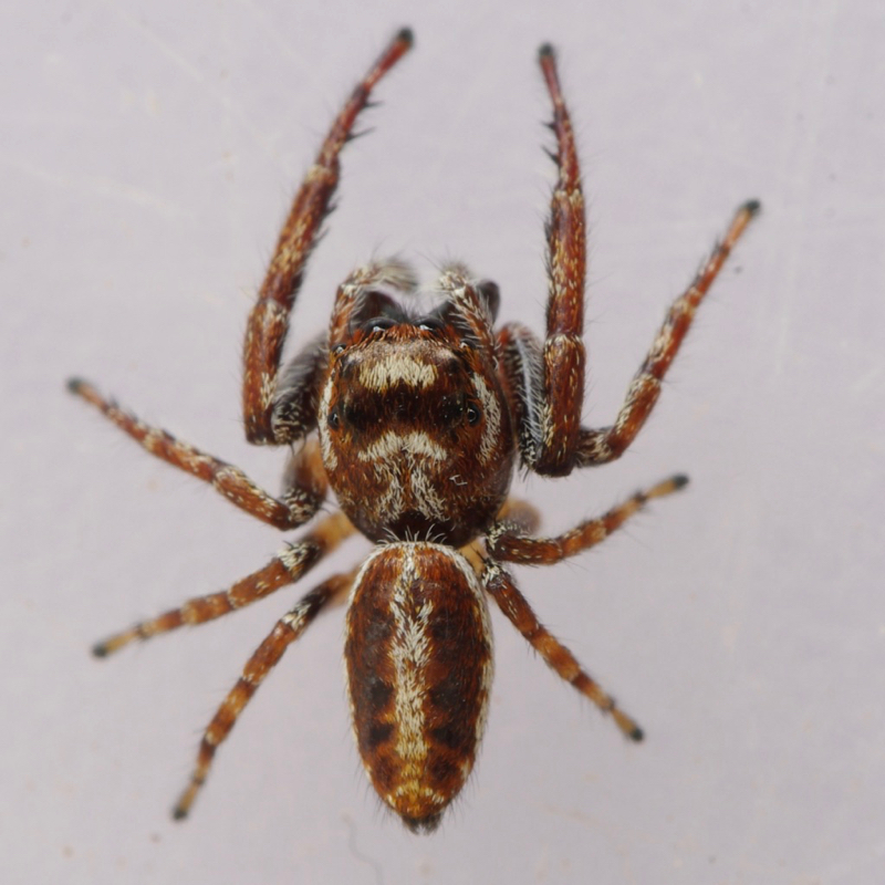 Tuque Spider Tasmanian Spiders