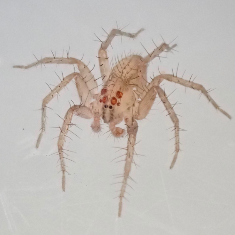 Tuque Spider Tasmanian Spiders